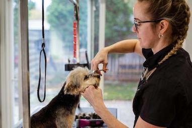 Geschäftsplan für Hundefrisöre