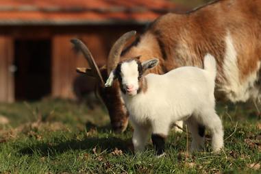 Plano de negócios para criação de cabras