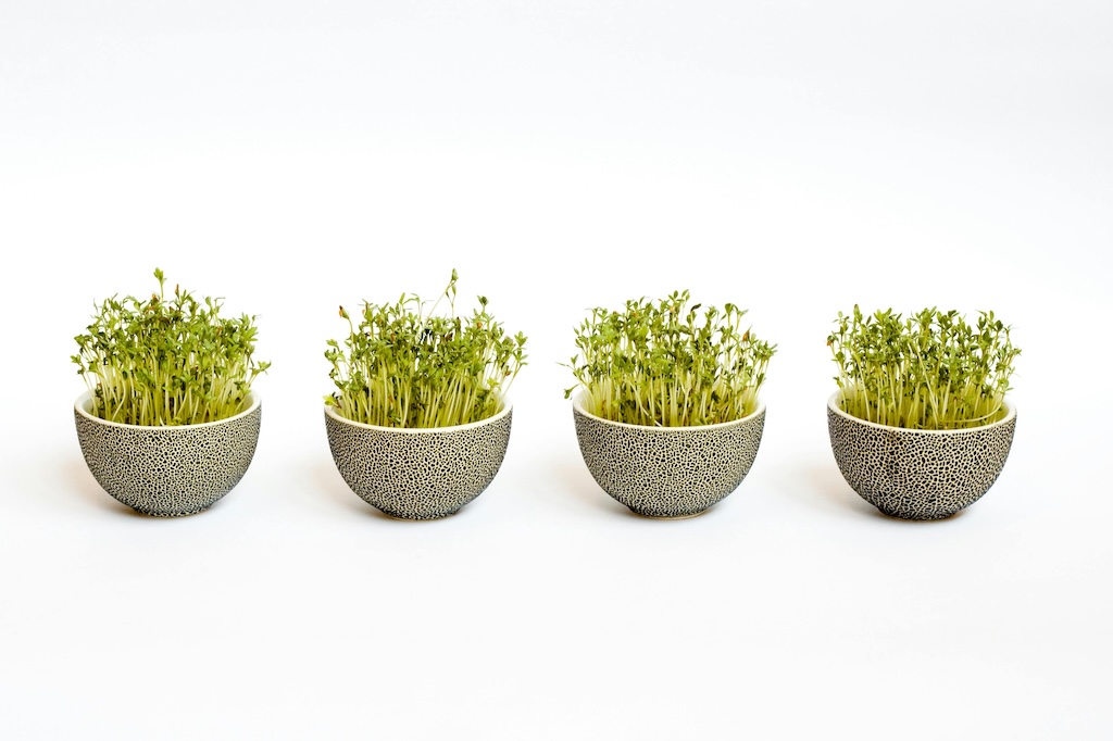 Explore our microgreens business plan with samples, templates, and examples. Start your thriving microgreens venture today!