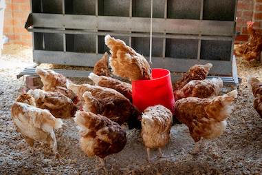 Poultry farm business plan